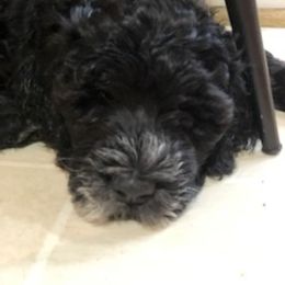 Portuguese Water Dog Puppies from Presidio PWDs