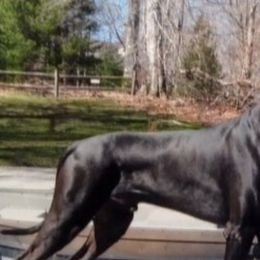 Great Danes from Carmella Jichetti
