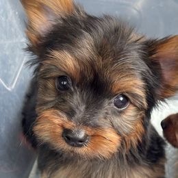 Kobe - Black and tan male Yorkshire Terrier puppy in Ocala, Florida from Top Notch Pupz
