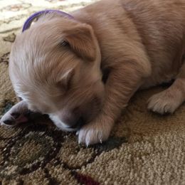 Golden Retriever Puppies from South Hill Golden Retrievers