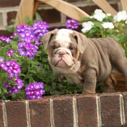 Pink collar girl puppy 6000 - Lilac tri-color female Bulldog puppy in Lewisberry, Pennsylvania from Salted Rim Corgis