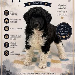 Holstein - Parti male Poodle puppy in Grass Valley, California from Sapphire Ridge Poodles