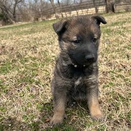 Molly - Sable female German Shepherd puppy in Milan, Illinois from Stonewick German Shepherds