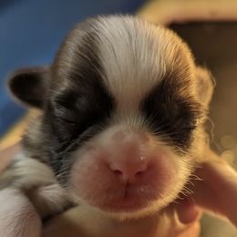 Shih Tzus from NA