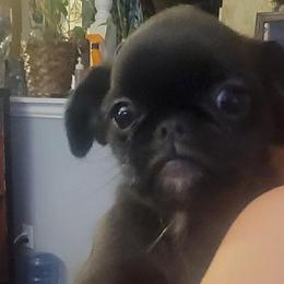 Girl 3 - female Brussels Griffon puppy in Pensacola, Florida from Fretwell's Fabulous Griffons