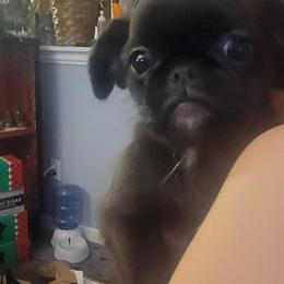 Girl 3 - female Brussels Griffon puppy in Pensacola, Florida from Fretwell's Fabulous Griffons