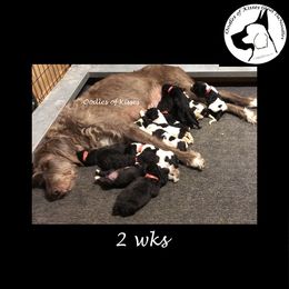 Assorted Doodle Crosses Puppies from Oodles of Kisses' Great DaNoodles