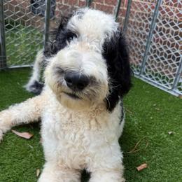 Banshee - Black and white male Bernedoodle puppy in Williamston, South Carolina from Sassy Bob’s Dogs