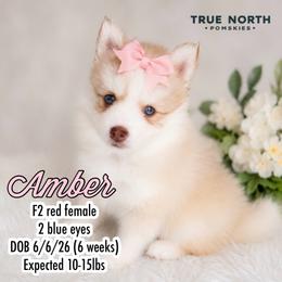Pomsky Puppies from True North Pomskies