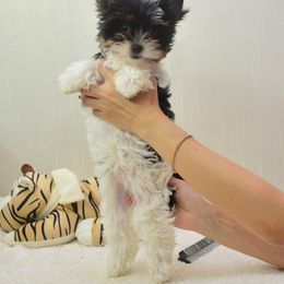 Biewer Terrier and Yorkshire Terrier Puppies from Niczarbiewers