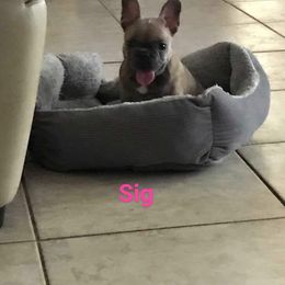 French Bulldog Puppies from C&J Frenchie &Frenchtons