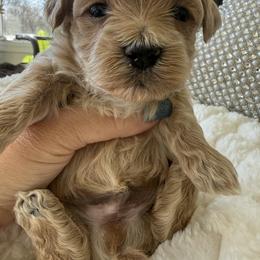 Black collar - Apricot male Maltipoo puppy in Fredericktown, Missouri from Doodle Pups Fur-Ever