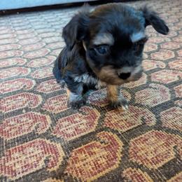 Genevieve - Black female Havanese puppy in Zanesville, Ohio from Charlotte Landry