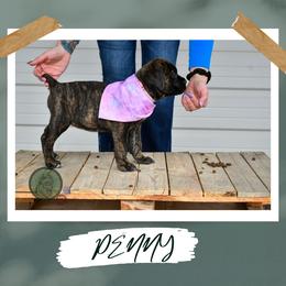 Girl 2 - female Cane Corso puppy in Choctaw, Oklahoma from Emerald Cane Corso