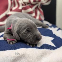 Girl 4 - Blue female Weimaraner puppy in Evart, Michigan from Drehbar Weimaraners