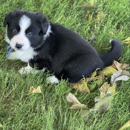 Dale - Black and white male Cardigan Welsh Corgi puppy in San Diego ,Ca, California from SoCal Native Corgis