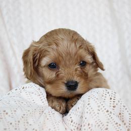 Pebbles - Apricot male Cavapoo puppy in Lewisburg, Pennsylvania from Cinda's Cavapoos