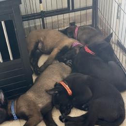 Belgian Malinois puppies from Sun Valley Malinois