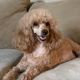 Bakki - Poodle