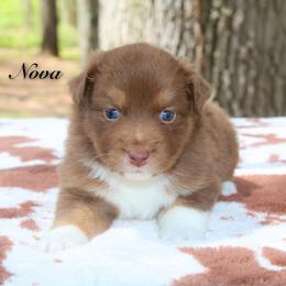 Nova - Red tri-color female Australian Shepherd puppy in Coldwater, Michigan from Northern Star Australian Shepherds