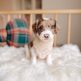 Golden Ring - 12 Days of Christmas - Merle male Goldendoodle puppy in Syracuse, Indiana from The Doodle Cove