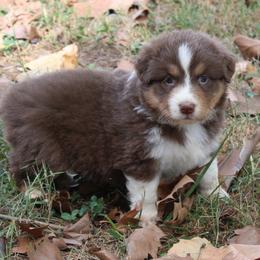 Madison - Red tri-color female Australian Shepherd puppy in Kansas, Oklahoma from Windy G Farm