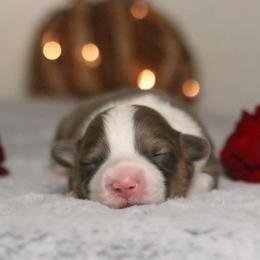 Glacier (Fluffy) - Sable male Pembroke Welsh Corgi puppy in Fayetteville, Arkansas from Intergalactic Corgis