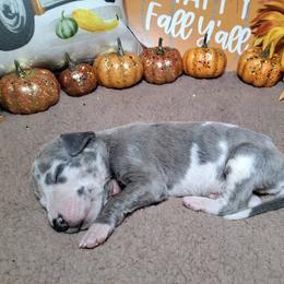 Louie - Harlequin male Great Dane puppy in Seville, Florida from Caddylicious Great Danes
