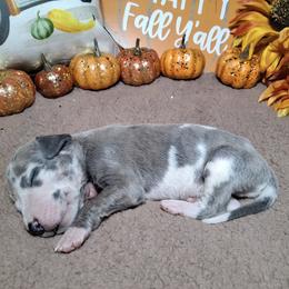 Louie - Harlequin male Great Dane puppy in Seville, Florida from Caddylicious Great Danes