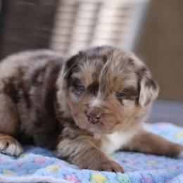 Sven - Red merle Australian Shepherd puppy in Coldwater, Michigan from Northern Star Australian Shepherds