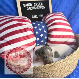 Willow - Dapple female Dachshund puppy in Rosanky, Texas from Sandy Creek Miniature Dachshunds