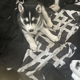 Siberian Husky Puppies from Cute Canines & Corp