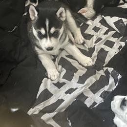 Siberian Husky Puppies from Cute Canines & Corp