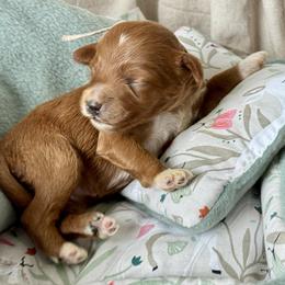 Pink - Red  female Goldendoodle puppy in Hesperia, Michigan from Red Acres Poodles & Doodles
