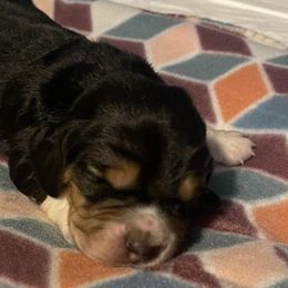 Basset Hounds from Ashley's Basset Hounds