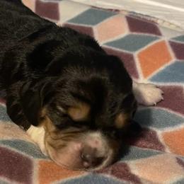 Basset Hounds from Ashley's Basset Hounds