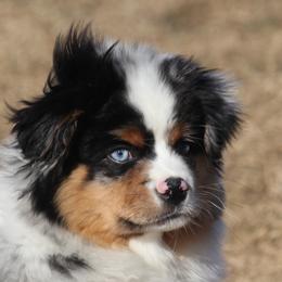 Border Collie, English Setter, and Miniature American Shepherd Puppies from First Harmony Farms