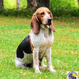 Iris - Colombian Fino Hound