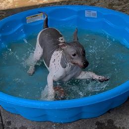 Bonnie - White and black female American Hairless Terrier puppy in Buckingham, Illinois from Gaus Hof