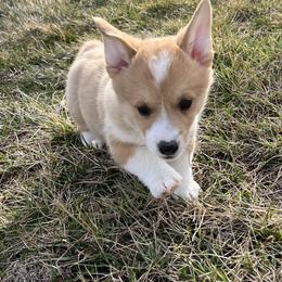 Candy - White and red female Pembroke Welsh Corgi puppy in Rolla, Missouri from Chapman Corgis