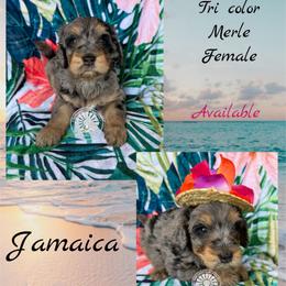 Jamaica - Merle female Bernedoodle puppy in Godwin, North Carolina from Farm Sweet Farm Doodles