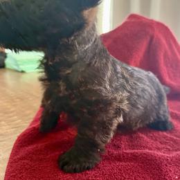Gus - Brindle male Scottish Terrier puppy in San Diego (Jamul), California from Lee Valley Scotties
