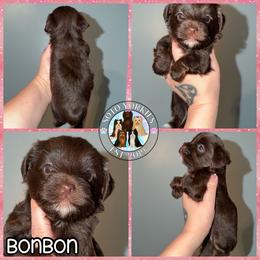 Bonbon - Liver female Yorkshire Terrier puppy in London, Kentucky from Soto Yorkies