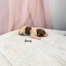 Beauty - Parti female Poodle puppy in Ellenburg Center, New York from Kristin's Puppies