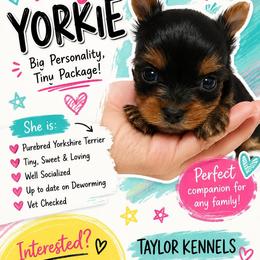Girl 3 - Black and tan female Yorkshire Terrier puppy in Georgia from Taylor Kennels