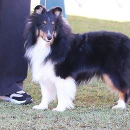 Piper - Shetland Sheepdog