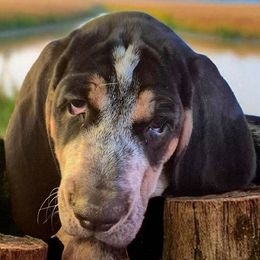 Bluetick Coonhounds and Griffon Bleu de Gascognes from Holcomb's Hounds