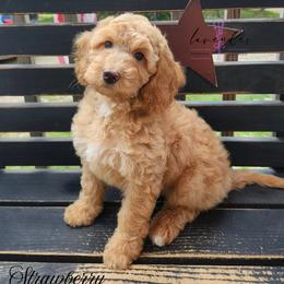 Strawberry - Golden female Cockapoo puppy in Mancelona, Michigan from Lavender poodles & doodles