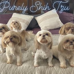 Ella - Shih Tzu