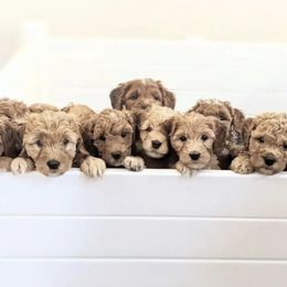 Goldendoodle Puppies from Rosie Doodles AZ